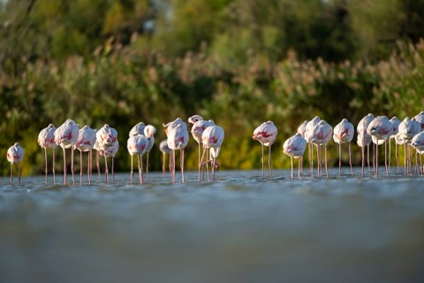 Greater Flamingos (Phoenicopterus roseus) standing in the water, Parc Naturel Regional de Camargue,
