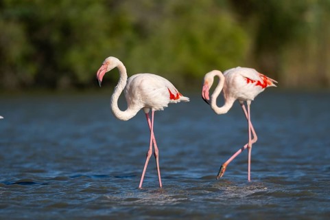 Greater Flamingos (Phoenicopterus roseus) walking in the water, Parc Naturel Regional de Camargue,