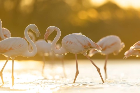 Greater Flamingo (Phoenicopterus roseus) walking in the water at sunset, Parc Naturel Regional de
