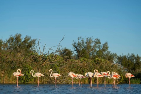 Greater Flamingos (Phoenicopterus roseus) standing in the water, Parc Naturel Regional de Camargue,
