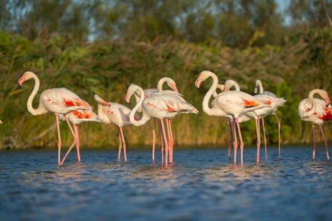 Greater Flamingos (Phoenicopterus roseus) standing in the water, Parc Naturel Regional de Camargue,
