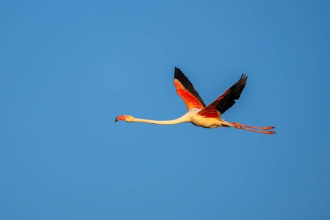 Greater Flamingo (Phoenicopterus roseus) flying in the sky at sunset, Parc Naturel Regional de