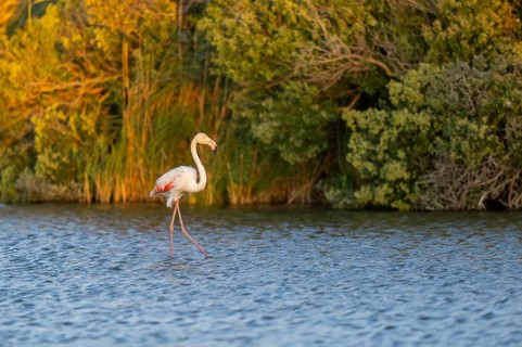 Greater Flamingo (Phoenicopterus roseus) walking in the water at sunset, Parc Naturel Regional de