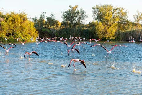 Greater Flamingo (Phoenicopterus roseus) starts flying from the water at sunset, Parc Naturel
