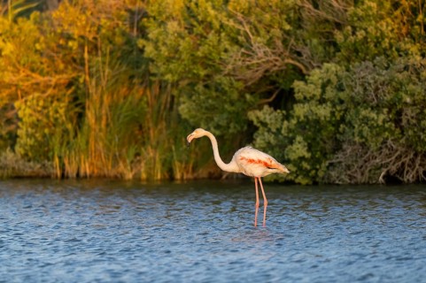Greater Flamingo (Phoenicopterus roseus) standing in the water at sunset, Parc Naturel Regional de