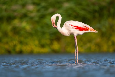 Greater Flamingo (Phoenicopterus roseus) standing in the water, Parc Naturel Regional de Camargue,