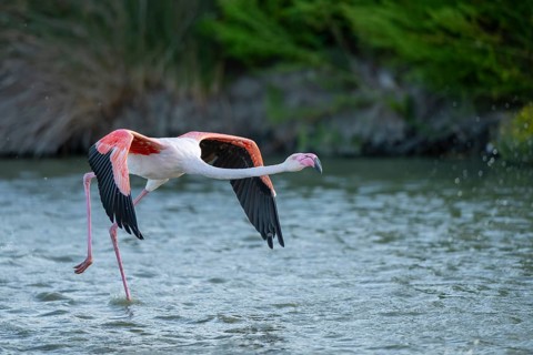 Greater Flamingo (Phoenicopterus roseus) starts flying from the water at sunset, Parc Naturel