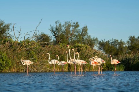 Greater Flamingos (Phoenicopterus roseus) standing in the water, Parc Naturel Regional de Camargue,