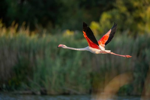 Greater Flamingo (Phoenicopterus roseus) starts flying from the water at sunset, Parc Naturel