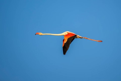 Greater Flamingo (Phoenicopterus roseus) flying in the sky at sunset, Parc Naturel Regional de