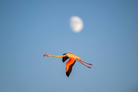Greater Flamingo (Phoenicopterus roseus) flying in the sky with the moon in the background at