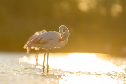 Greater Flamingo (Phoenicopterus roseus) standing in the water at sunset, Parc Naturel Regional de