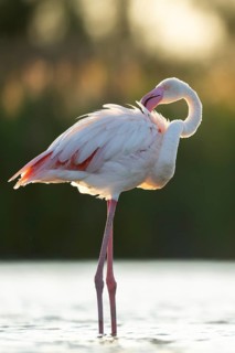 Greater Flamingo (Phoenicopterus roseus) standing in the water at sunset, Parc Naturel Regional de