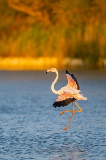 Greater Flamingo (Phoenicopterus roseus) landing in the water at sunset, Parc Naturel Regional de