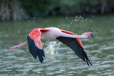Greater Flamingo (Phoenicopterus roseus) starts flying from the water at sunset, Parc Naturel