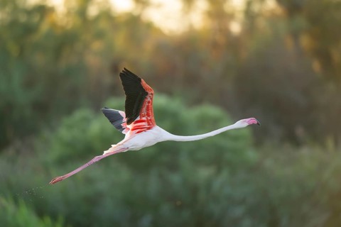 Greater Flamingo (Phoenicopterus roseus) starts flying from the water at sunset, Parc Naturel