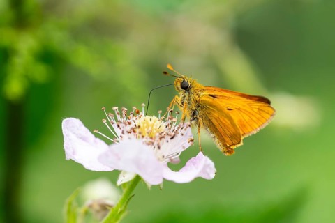 Large skipper (Ochlodes sylvanus) on a blackberry (Rubus allegheniensis) blossom, Bavaria, Germany