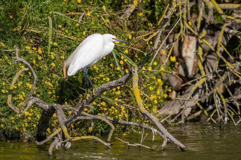 Great egret (Ardea alba) standing on the edge of the water, hunting, Parc Naturel Regional de