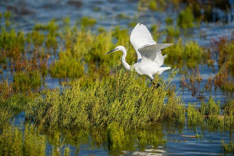 Great egret (Ardea alba) landing on the edge of the water, Parc Naturel Regional de Camargue,