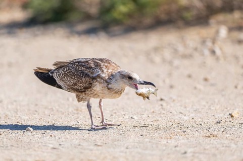 Yellow-legged gull (Larus michahellis) youngster eating a fish, Parc Naturel Regional de Camargue,