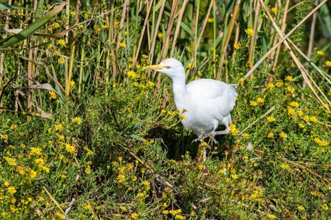 Western cattle egret (Ardea ibis) walking in the flowers on the edge of the water, hunting, Parc