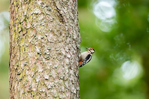 Middle spotted woodpecker (Dendrocoptes medius) an a tree hunting for food, Bavaria, Germany