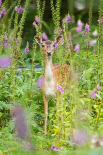 Fallow deer (Dama dama) doe standing in middle of Common foxglove (digitalis purpurea) blossoms in