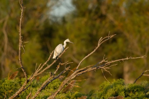 Great egret (Ardea alba) standing on a tree, hunting, Parc Naturel Regional de Camargue, France