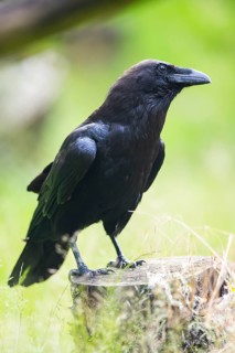 Carrion crow (Corvus corone) sitting on a tree trunk, Bavaria, Germany