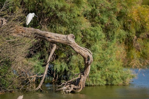 Great egret (Ardea alba) standing on the edge of the water, hunting, Parc Naturel Regional de