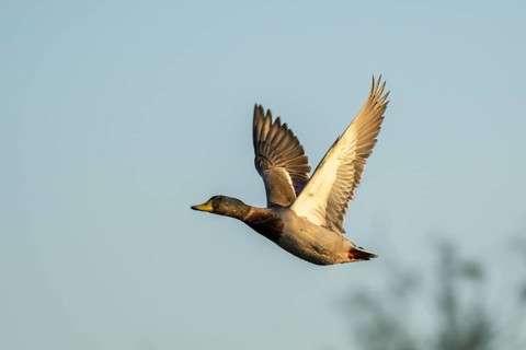 Wild duck (Anas platyrhynchos) flying at sunset, Parc Naturel Regional de Camargue, France