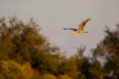 Grey heron (Ardea cinerea) flying at sunset, Parc Naturel Regional de Camargue, France