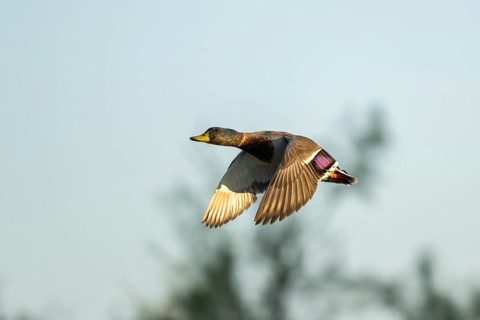 Wild duck (Anas platyrhynchos) flying at sunset, Parc Naturel Regional de Camargue, France