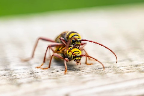 Four-banded longhorn beetle (Leptura quadrifasciata) at mating, Hesse, Germany