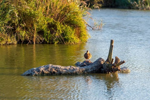 Wild duck (Anas platyrhynchos) sitting on a wood in the water at sunset, Parc Naturel Regional de