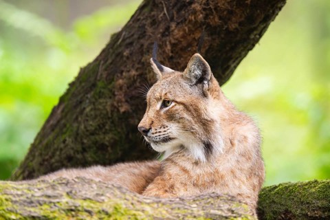 Eurasian lynx (Lynx lynx) lying in a forest, Hesse, Germany