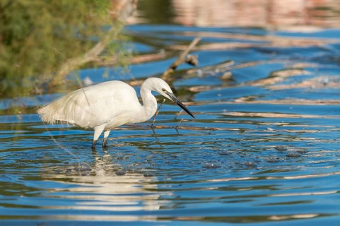 Great egret (Ardea alba) standing on the edge of the water, hunting, Parc Naturel Regional de