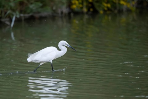Great egret (Ardea alba) walking in the water, portrait, Parc Naturel Regional de Camargue, France