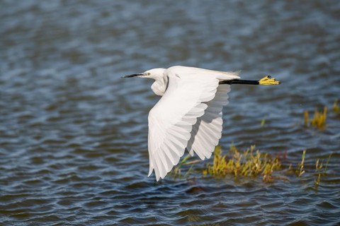 Great egret (Ardea alba) flying over the water, Parc Naturel Regional de Camargue, France