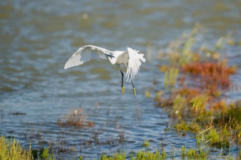 Great egret (Ardea alba) landing on the edge of the water, Parc Naturel Regional de Camargue,