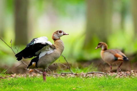 Egyptian goose (Alopochen aegyptiaca), couple, in a forest, Hesse, Germany