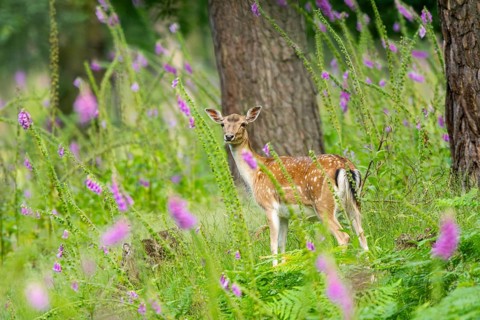 Fallow deer (Dama dama) doe standing in middle of Common foxglove (digitalis purpurea) blossoms in