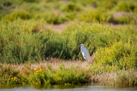 Great egret (Ardea alba) standing on the edge of the water, hunting, Parc Naturel Regional de