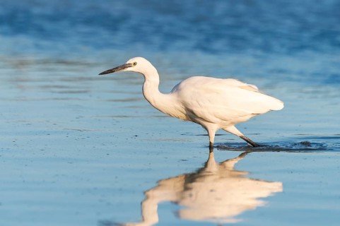 Great egret (Ardea alba) walking in the water, portrait, Parc Naturel Regional de Camargue, France