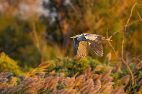 Grey heron (Ardea cinerea) flying at sunset, Parc Naturel Regional de Camargue, France