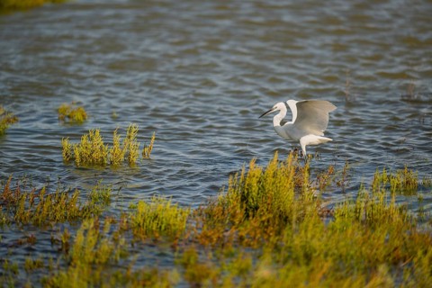 Great egret (Ardea alba) landing on the edge of the water, Parc Naturel Regional de Camargue,