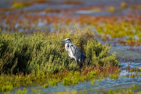 Grey heron (Ardea cinerea) standing on the edge of the water, hunting, Parc Naturel Regional de