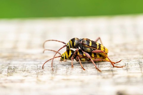 Four-banded longhorn beetle (Leptura quadrifasciata) at mating, Hesse, Germany