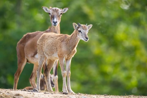 European mouflon (Ovis aries musimon) standing on a feeding place, Hesse, Germany