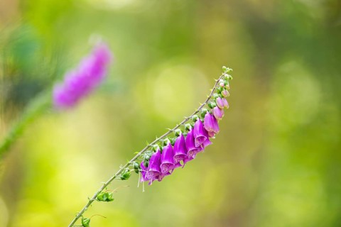 Common foxglove (digitalis purpurea) blossoms in summer, Hesse, Germany